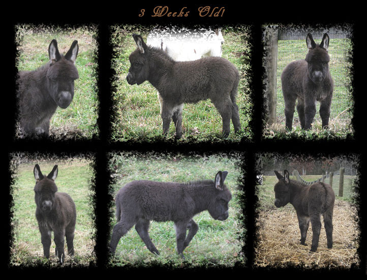 Critter Haven Farm Miniature Donkeys